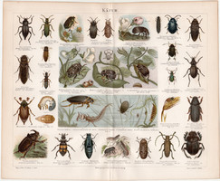 Beetles, lithograph 1886, color print, original, German, beetle, old, lexicon attachment