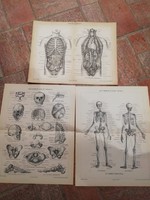 Cca 1893 Az ember csontváza. és a hasüri szervek