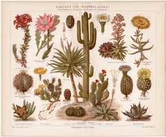 Kaktuszok, litográfia 1888, német nyelvű, eredeti, színes nyomat, kaktusz, virág, növény, agávé