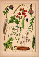 Növények (5), litográfia 1902, eredeti, kis méret, magyar, növény, virág, kukorica, zab, árpa, len