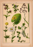 Növények (10), litográfia 1902, eredeti, kis méret, magyar, növény, virág, ibolya, pázsitfű, brizafű