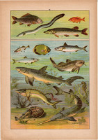 Állatok (21), litográfia 1902, eredeti, kis méret, magyar, állat, hal, ponty, tőkehal, cápa, csuka