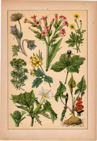 Növények (3), litográfia 1902, eredeti, kis méret, magyar, növény, virág, kökörcsin, kutyatej