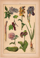 Növények (14), litográfia 1902, eredeti, kis méret, magyar, növény, virág, viola, nőszirom, rózsa