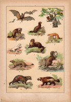 Állatok (3), litográfia 1902, eredeti, kis méret, magyar, állat, denevér, menyét, borz, vidra