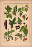 Növények (13), litográfia 1902, eredeti, kis méret, magyar, növény, virág, tölgyfa, nyírfa, szeder