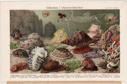 Tengeri csigák, színes nyomat 1896, német nyelvű, litográfia, eredeti, tenger, csiga, óceán