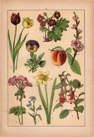 Növények (15), litográfia 1902, eredeti, kis méret, magyar, növény, virág, tulipán, nárcisz, barack