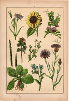 Növények (6), litográfia 1902, eredeti, kis méret, magyar, növény, virág, napraforgó, borágó, imola