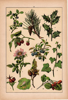 Növények (12), litográfia 1902, eredeti, kis méret, magyar, növény, virág, áfonya, fenyő, málna