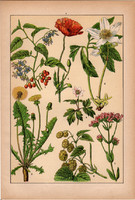 Növények (4), litográfia 1902, eredeti, kis méret, magyar, növény, virág, pipacs, komló, pitypang