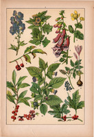 Növények (2), litográfia 1902, eredeti, kis méret, magyar, növény, virág, kikerics, nadragulya