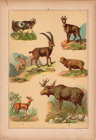 Állatok (13), litográfia 1902, eredeti, kis méret, magyar, állat, kecske, jzuh, elenszarvas, zerge