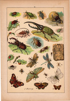 Állatok (22), litográfia 1902, eredeti, kis méret, magyar, állat, bogár, szú, lepke, szitakötő, méh
