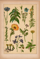Növények (8), litográfia 1902, eredeti, kis méret, magyar, növény, virág, hérics, lóhere, kandilla