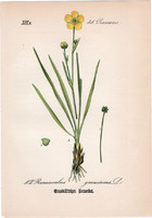 Ranunculus gramineus, litográfia 1882, eredeti, kis méret, színes nyomat, növény virág boglárka