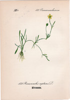 Ranunculus reptans, litográfia 1882, eredeti, kis méret, színes nyomat, növény virág boglárka
