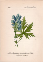 Aconitum paniculatum, litográfia 1882, eredeti, kis méret, színes nyomat, növény, virág, sisakvirág