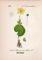 Ranunculus thora (1), litográfia 1882, eredeti, kis méret, színes nyomat, növény, virág, boglárka