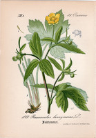 Gyapjas boglárka, litográfia 1882, eredeti, kis méret, színes nyomat, növény, virág, Ranunculus lan.