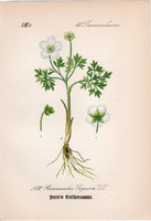 Ranunculus seguieri, litográfia 1882, eredeti, kis méret, színes nyomat, növény, virág, boglárka