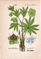 Zöld hunyor, litográfia 1882, eredeti, kis méret, színes nyomat, növény, virág, Helleborus viridis