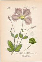 Olasz iszalag, litográfia 1882, eredeti, kis méret, színes nyomat, növény, virág, Clematis viticella