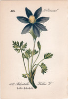 Pulsatilla halleri, litográfia 1882, eredeti, kis méret, színes nyomat, növény, virág, szellőrózsa