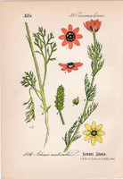 Nyári hérics, litográfia 1882, eredeti, kis méret, színes nyomat, növény, virág, Adonis aestivalis