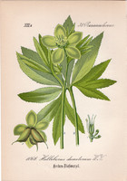 Kisvirágú hunyor, litográfia 1882, eredeti, kis méret, színes nyomat, növény, virág, Helleborus dum.