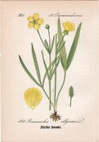 Selymes boglárka, litográfia 1882, eredeti, kis méret, színes nyomat, növény, virág, Ranunculus