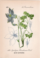 Feketéllő harangláb, litográfia 1882, eredeti, kis méret, színes nyomat, növény, virág, Aquilegia