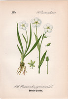 Ranunculus pyrenaeus, litográfia 1882, eredeti, kis méret, színes nyomat, növény virág boglárka