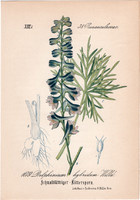 Delphinium hybridum, litográfia 1882, eredeti, kis méret, színes nyomat, növény, virág, sarkantyúfű