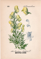 Méregölő sisakvirág, litográfia 1882, eredeti, kis méret, színes nyomat, növény, virág, Aconitum an.