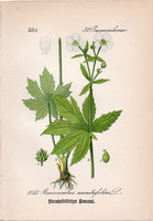 Sisakvirág - levelű boglárka, litográfia 1882, eredeti, kis méret, színes nyomat, növény, virág