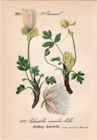 Tavaszi kökörcsin, litográfia 1882, eredeti, kis méret, színes nyomat, növény, virág, Pulsatilla ver