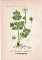 Ranunculus rutaefolius, litográfia 1882, eredeti, kis méret, színes nyomat, növény, virág, boglárka