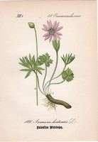Anemone hortensis, litográfia 1882, eredeti, kis méret, színes nyomat, növény, virág, szellőrózsa