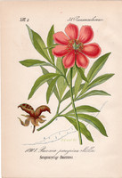 Paeonia peregrina, litográfia 1882, eredeti, kis méret, színes nyomat, növény, virág, bazsarózsa