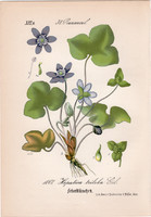 Nemes májvirág, litográfia 1882, eredeti, kis méret, színes nyomat, növény, virág, Hepatica triloba