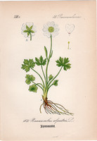 Havasi boglárka, litográfia 1882, eredeti, kis méret, színes nyomat, növény, virág, Ranunculus alp.
