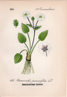 Ranunculus parnassifolius, litográfia 1882, eredeti, kis méret, színes nyomat, növény virág boglárka