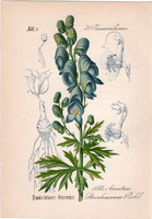 Sötétkék sisakvirág, litográfia 1882, eredeti, kis méret, színes nyomat, növény, virág, Aconitum