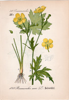 Réti boglárka, litográfia 1882, eredeti, kis méret, színes nyomat, növény, virág, Ranunculus acer
