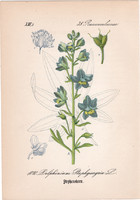 Csípős sarkantyúfű, litográfia 1882, eredeti, kis méret, színes nyomat, növény, virág, Delphinium