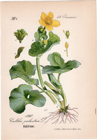 Mocsári gólyahír, litográfia 1882, eredeti, kis méret, színes nyomat, növény, virág Caltha palustris