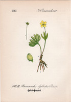 Ranunculus hybridus, litográfia 1882, eredeti, kis méret, színes nyomat, növény, virág, boglárka