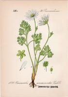 Ranunculus anemonoides, litográfia 1882, eredeti, kis méret, színes nyomat, növény, virág, boglárka