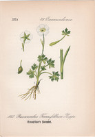 Ranunculus traunfellneri, litográfia 1882, eredeti, kis méret, színes nyomat, növény, virág boglárka